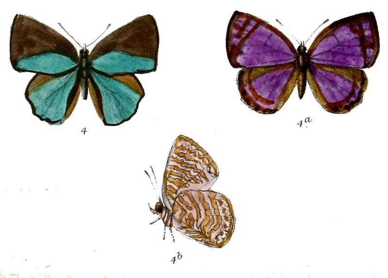 Poritia sumatrae