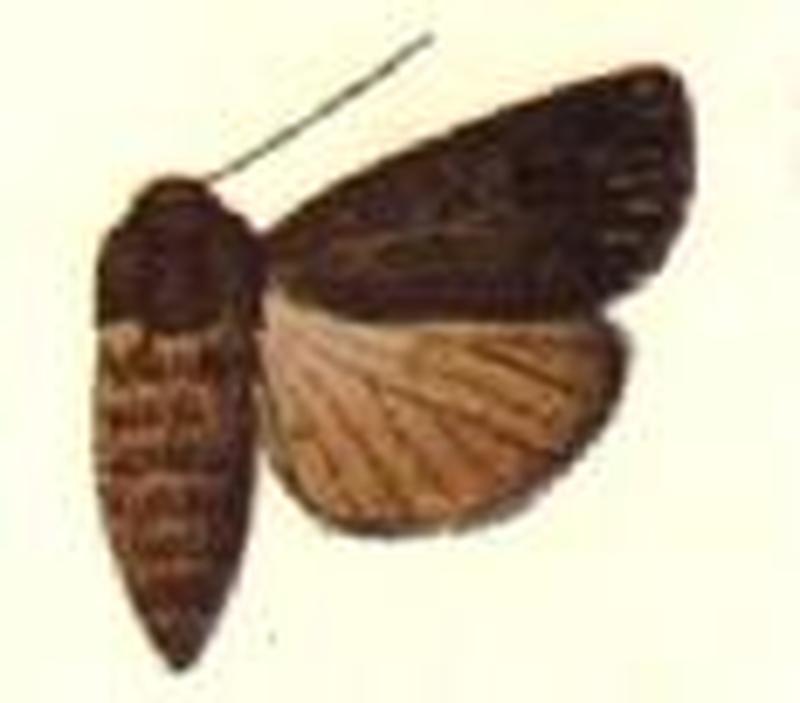 Porosagrotis brachystria