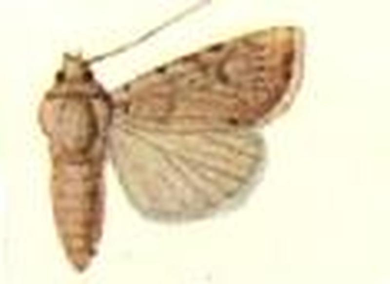 Porosagrotis catenula