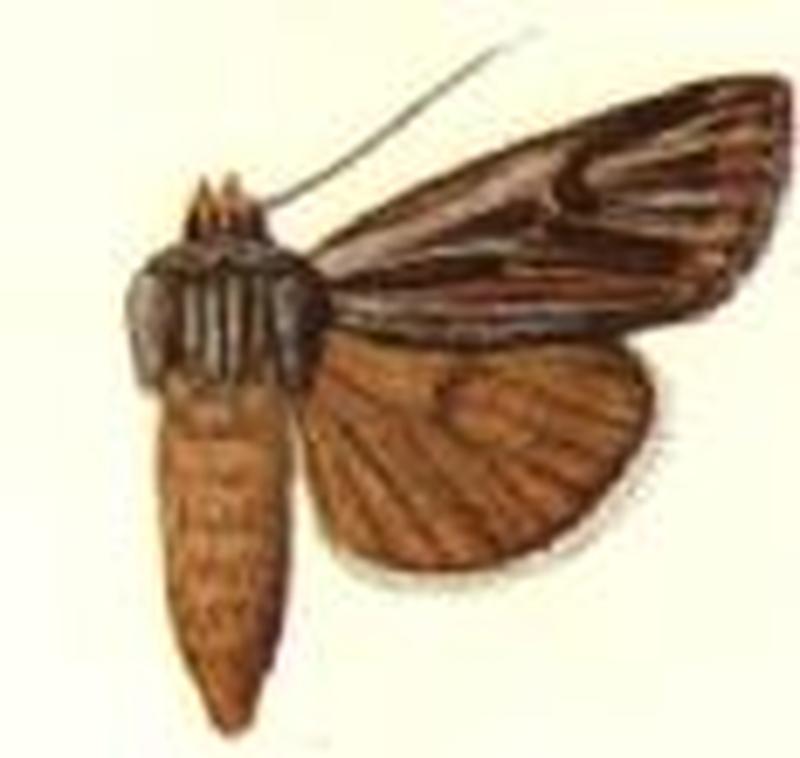 Porosagrotis daedalus