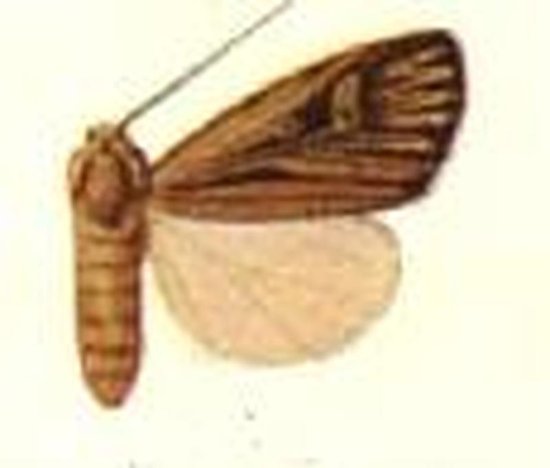 Porosagrotis longidens