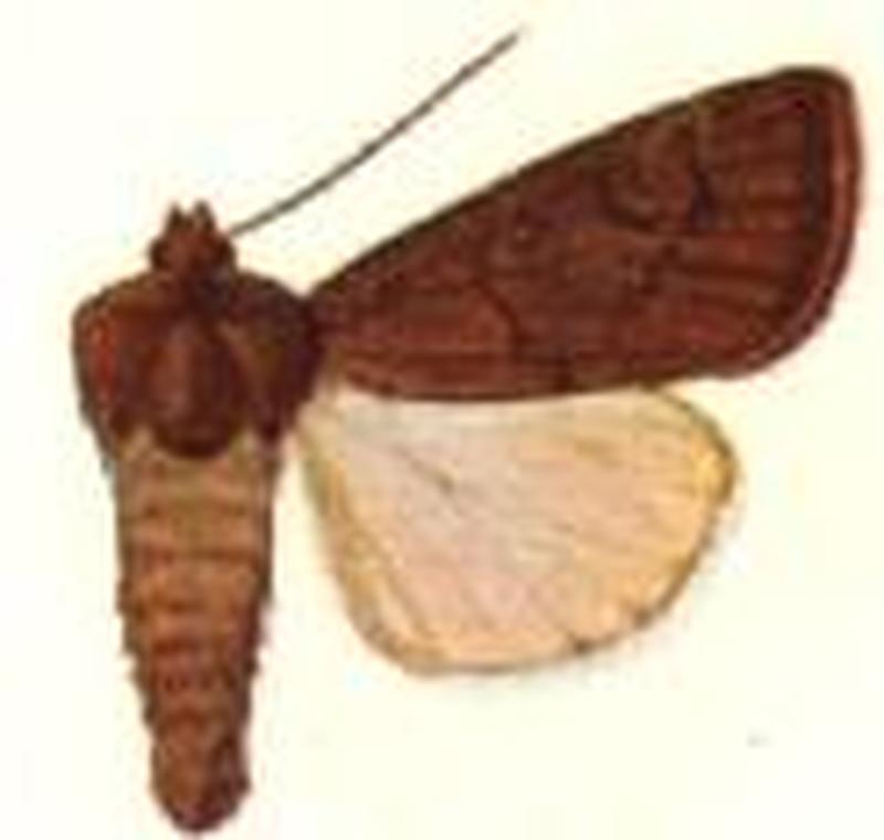 Porosagrotis mimallonis