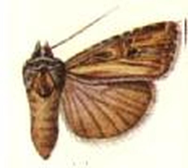 Porosagrotis pluralis