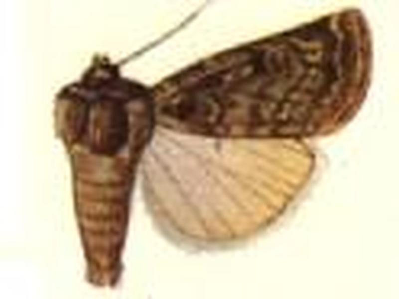 Porosagrotis satiens