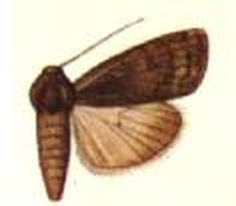 Porosagrotis scortea