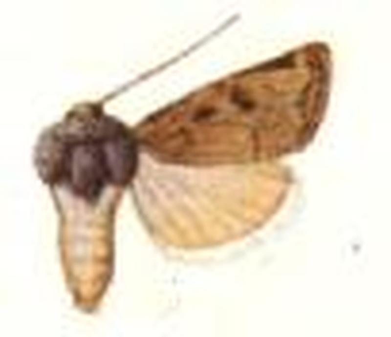 Porosagrotis siccata