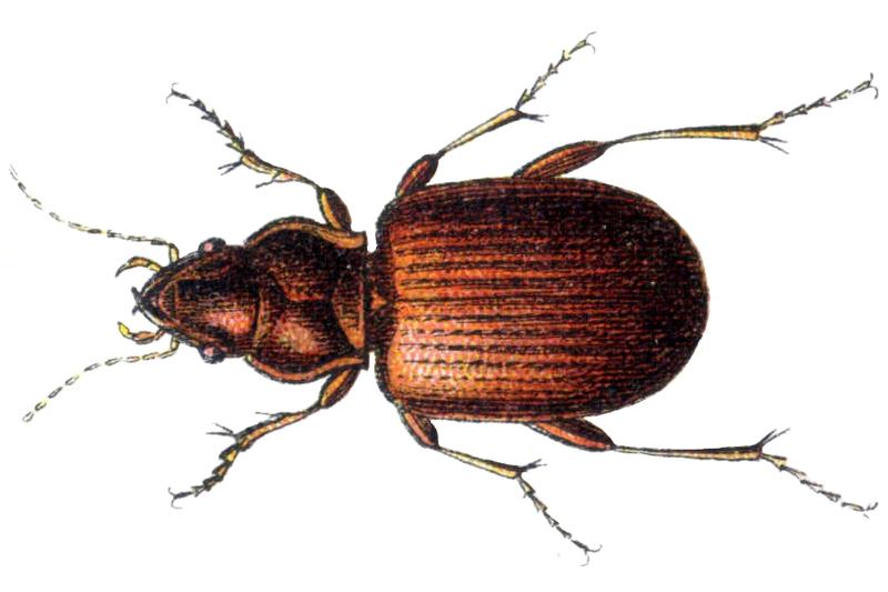 Porotachys bisulcatus