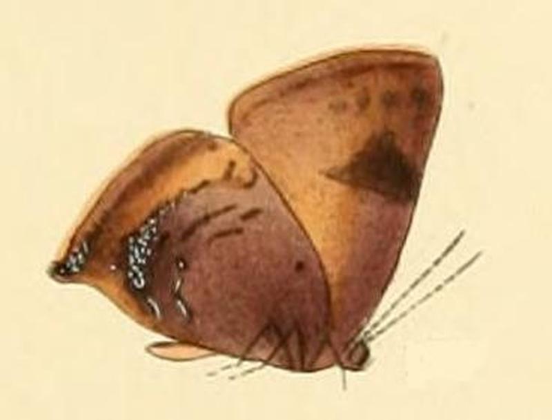 Porthecla dinus