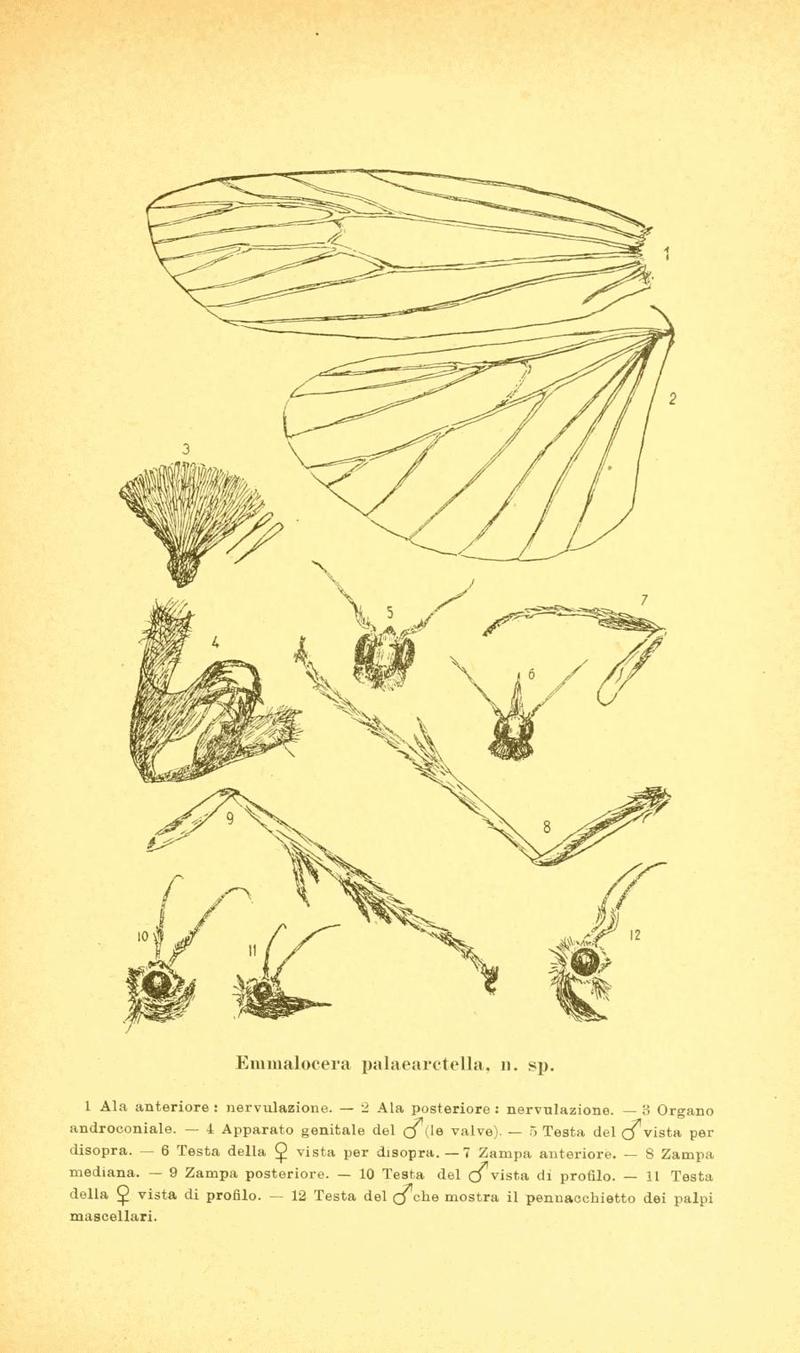 Postemmalocera palaearctella