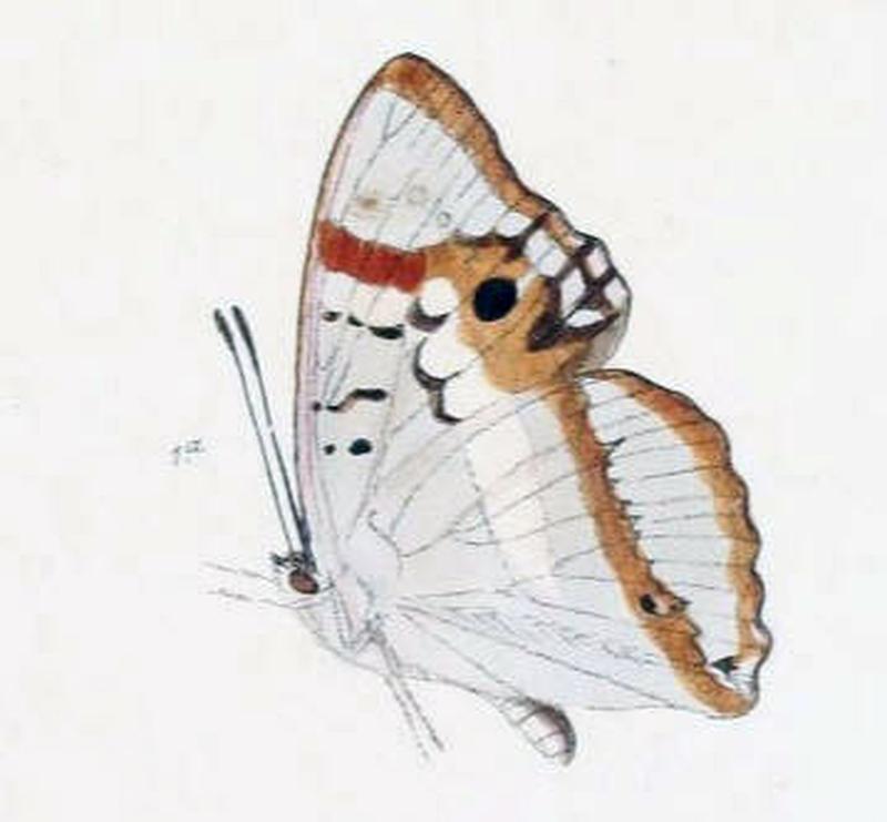 PotamisAmbica191 1a