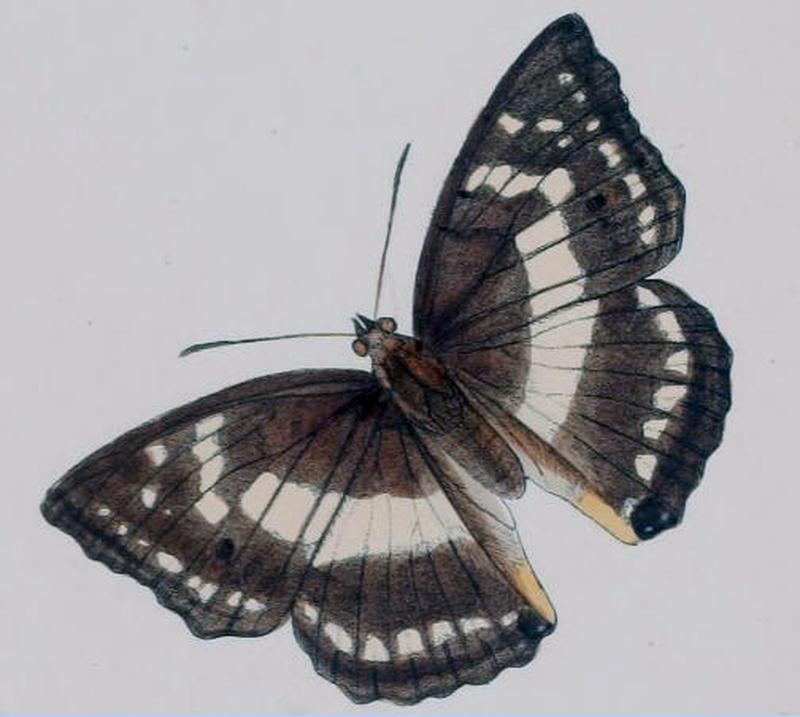 PotamisAmbica191 1b