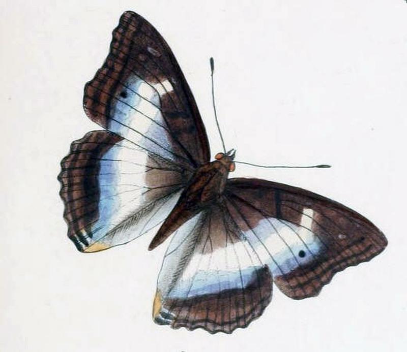PotamisAmbica191 1c