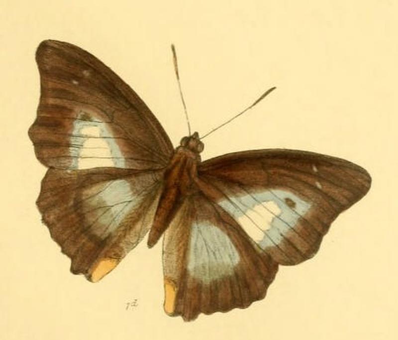 PotamisAmbica191 1d