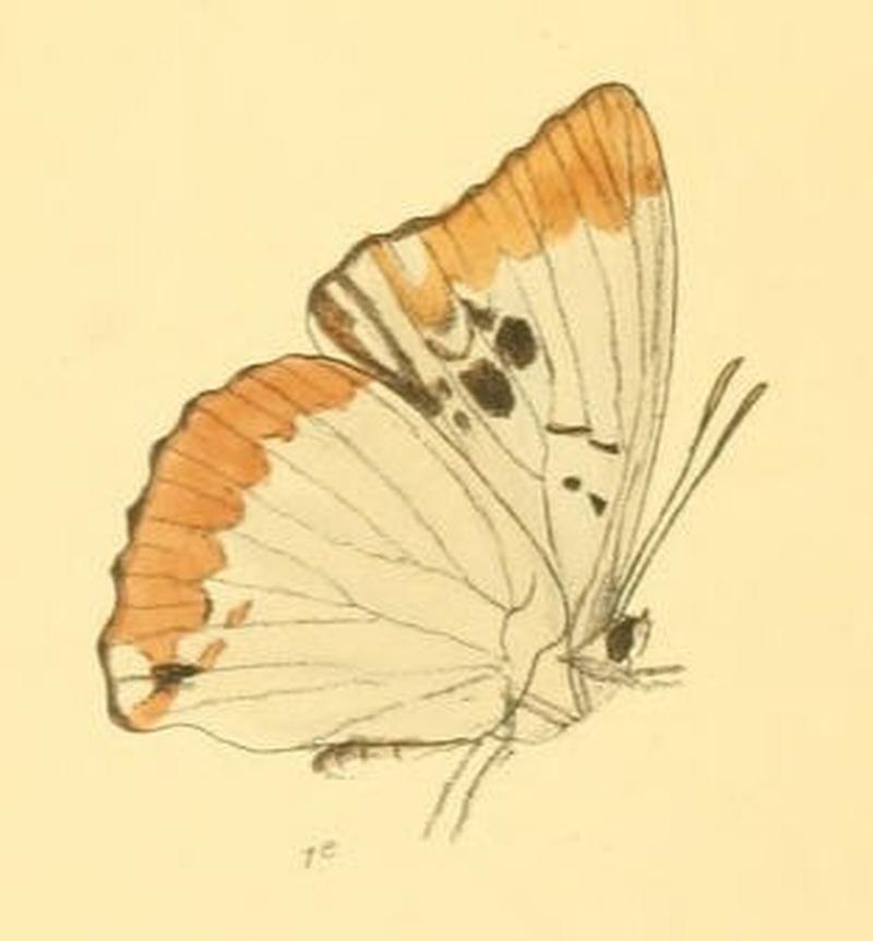 PotamisAmbica191 1e