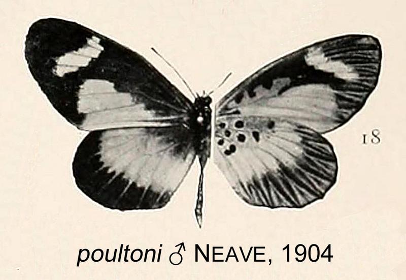 poultoni from original description