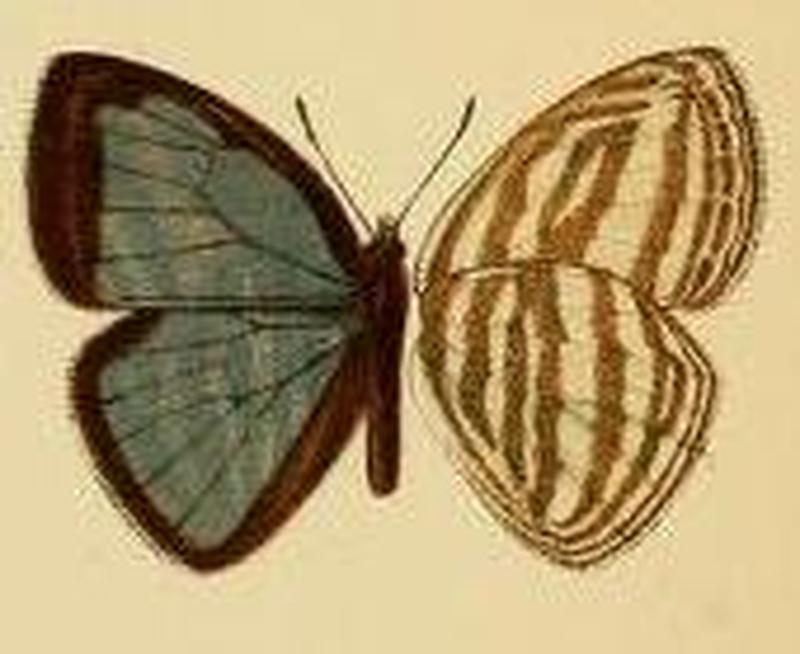Powellana cottoni