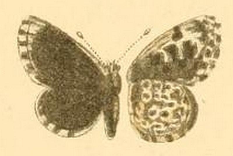 Praephilotes anthracias