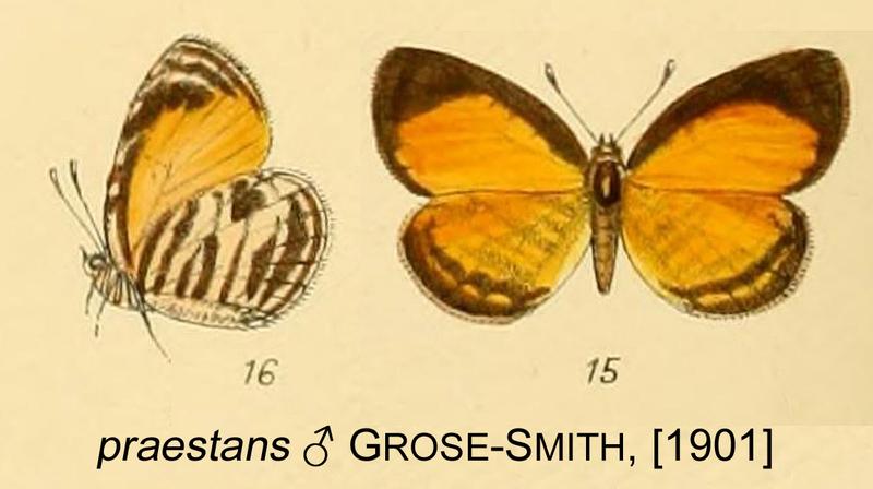 praestans from original description