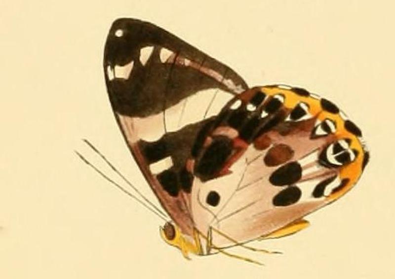 Praetaxila segecia