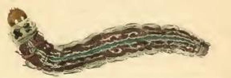 Prays fraxinella larva