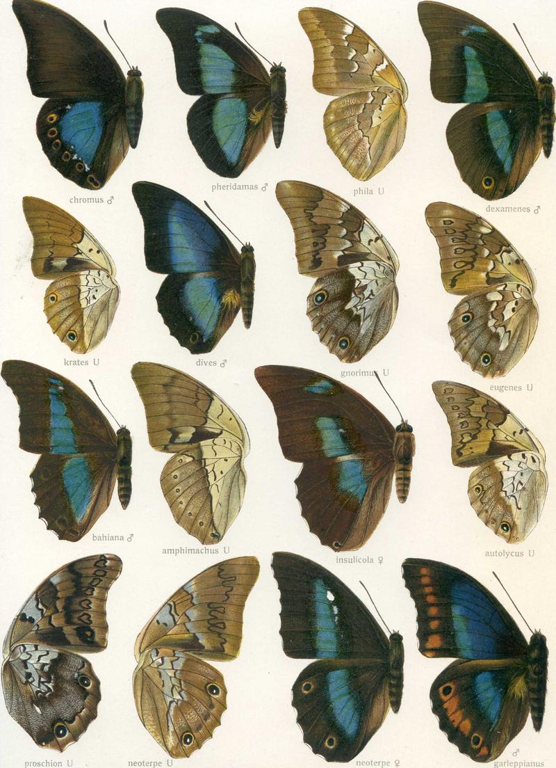 Prepona