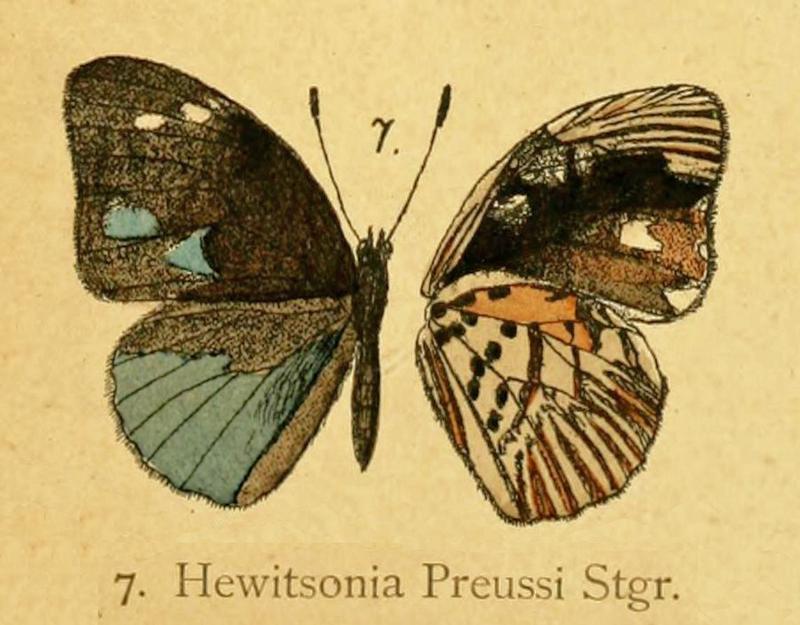 PreussiStaudinger1890OD