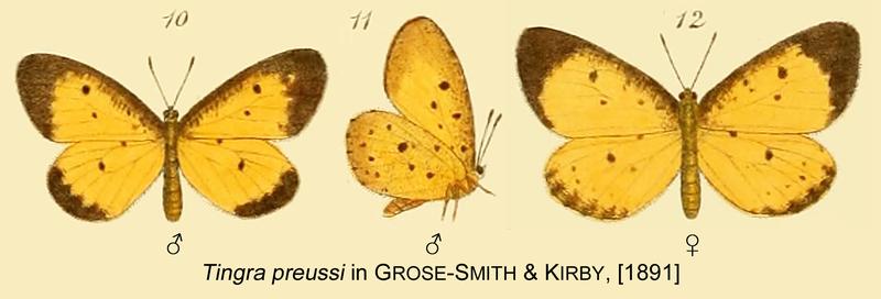 Preussi inGSK1891