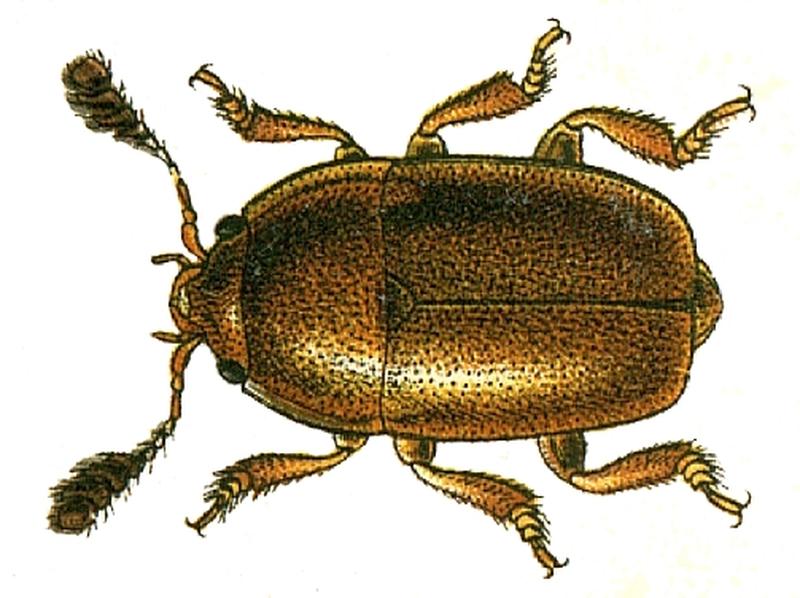 Pria dulcamarae
