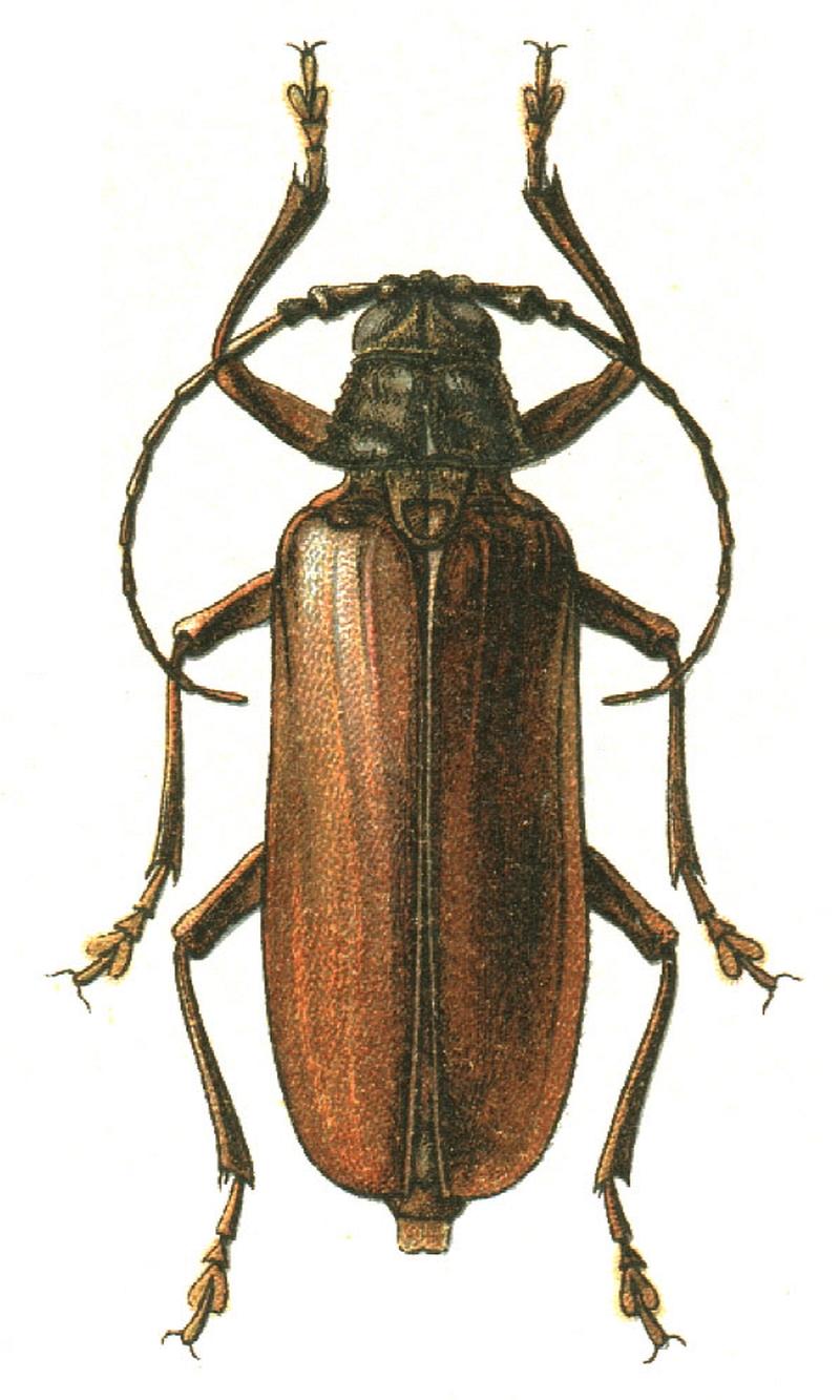 Macrotoma scutellaris Prinobius myardi