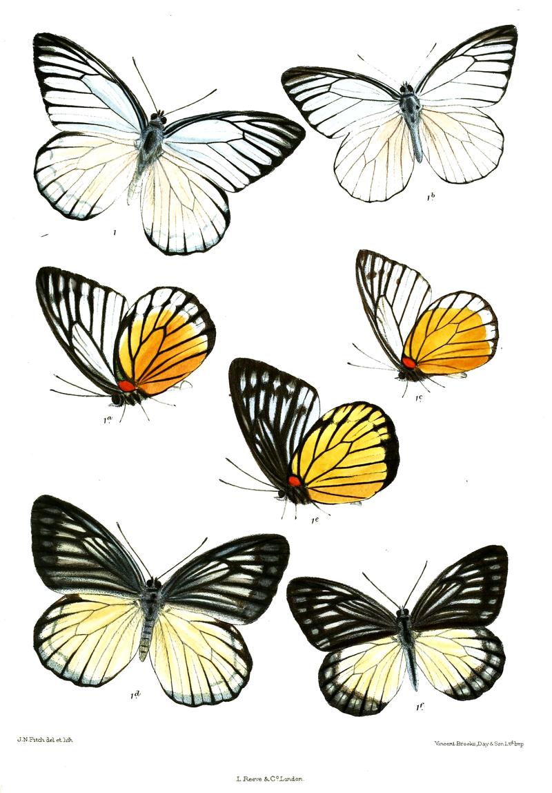 Prioneris clemanthe 537