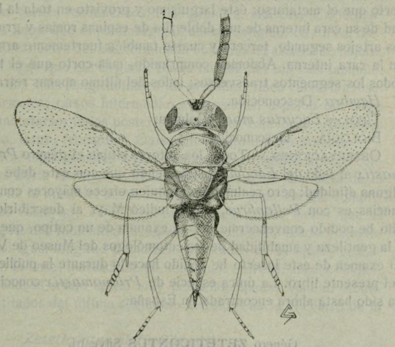 Prionomastix morio, male, Spain