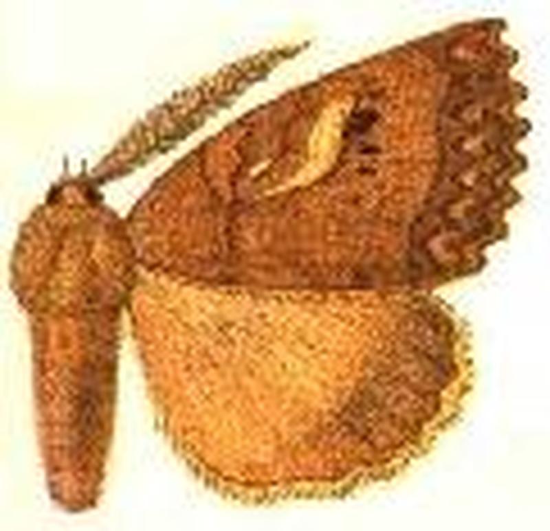 Prionoptera serraoides