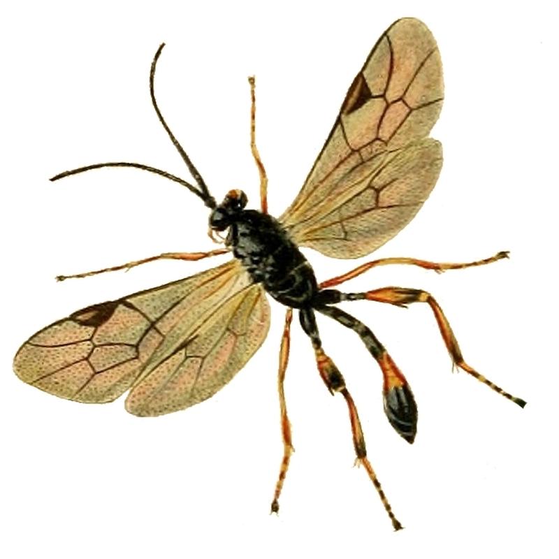 Pristomerus vulnerator