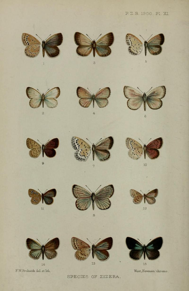 Proc. zool. Soc. Lond. 1900 plate 11