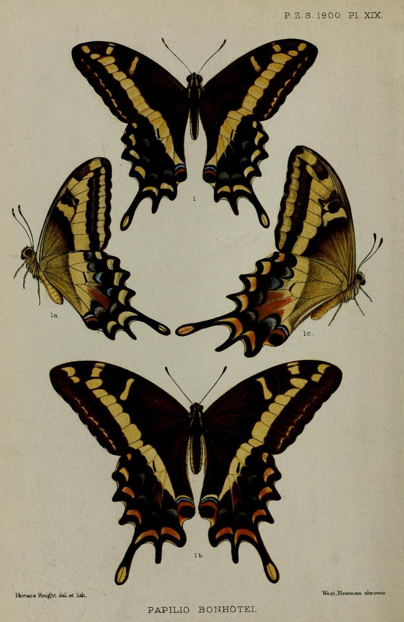 Proc. zool. Soc. Lond. 1900 plate 19