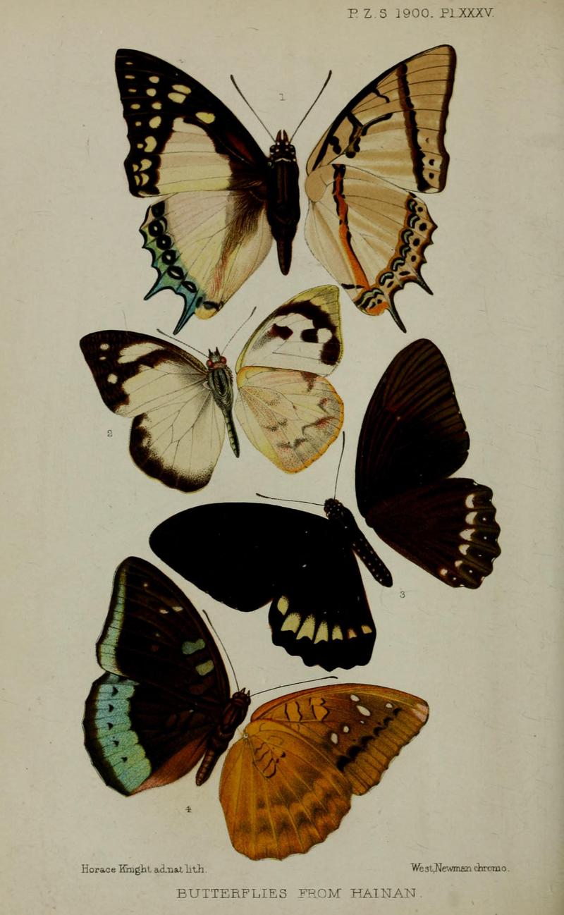 Proc. zool. Soc. Lond. 1900 plate 35