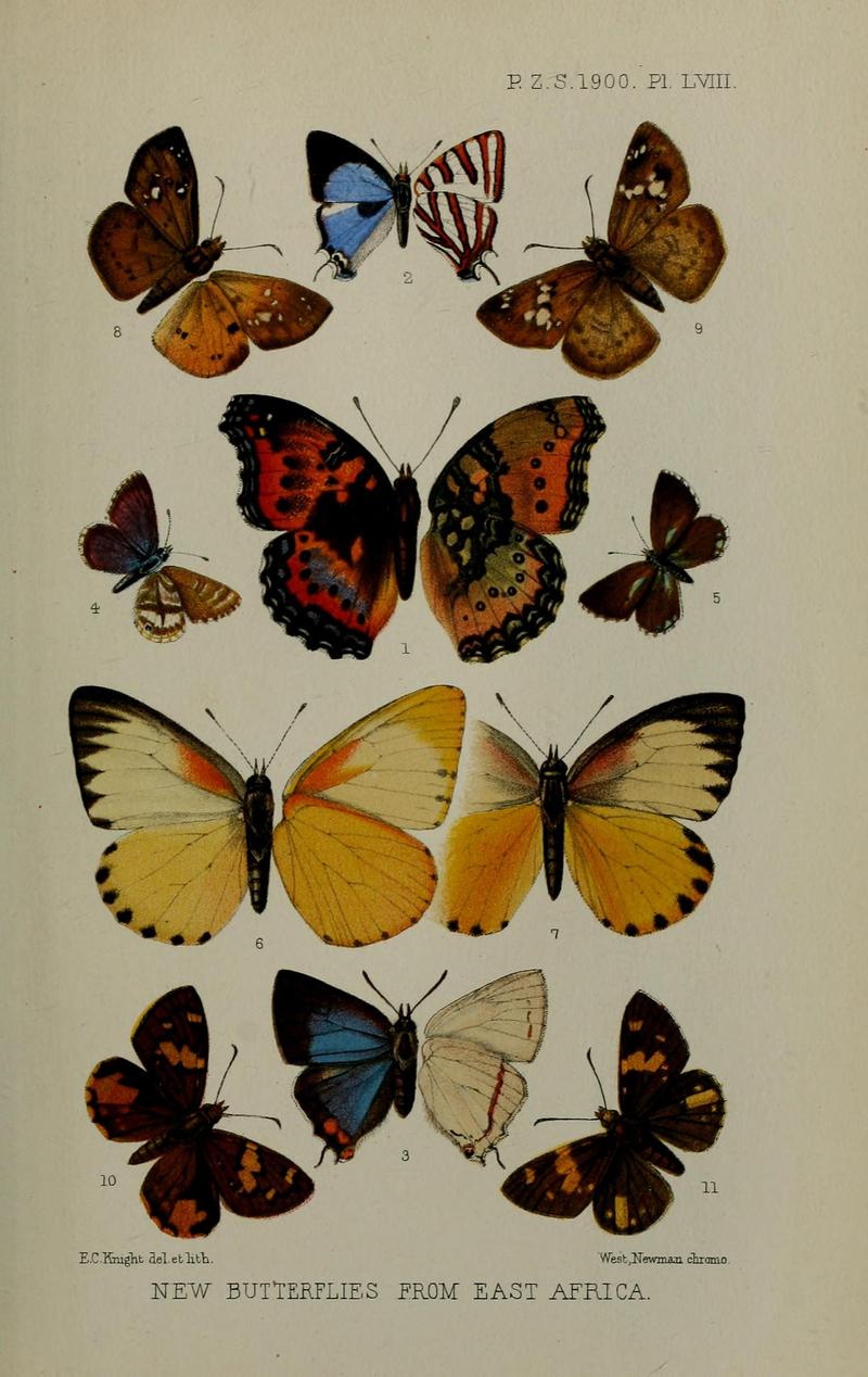 Proc. zool. Soc. Lond. 1900 plate 58