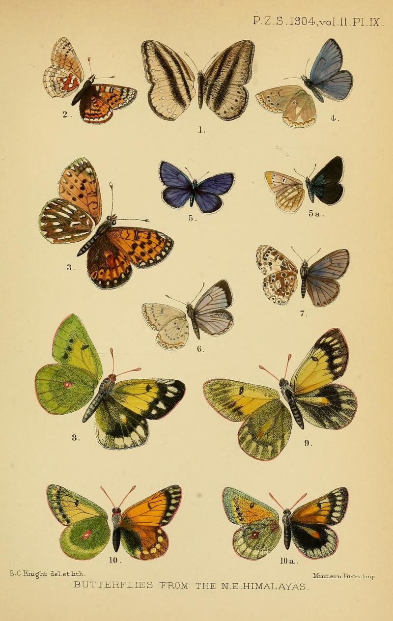 Proc. zool. Soc. Lond. 1904 Vol 2 PlateIX
