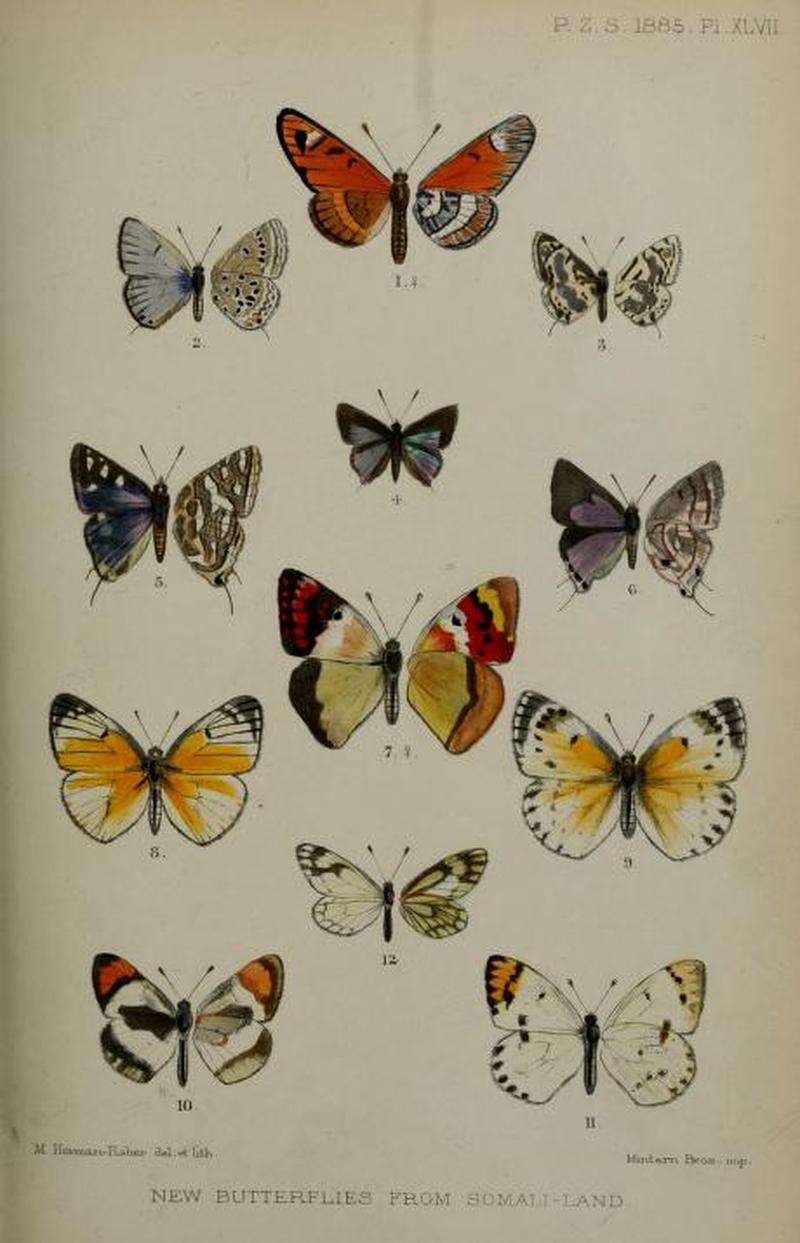 ProcZoolSocLond1885Plate47