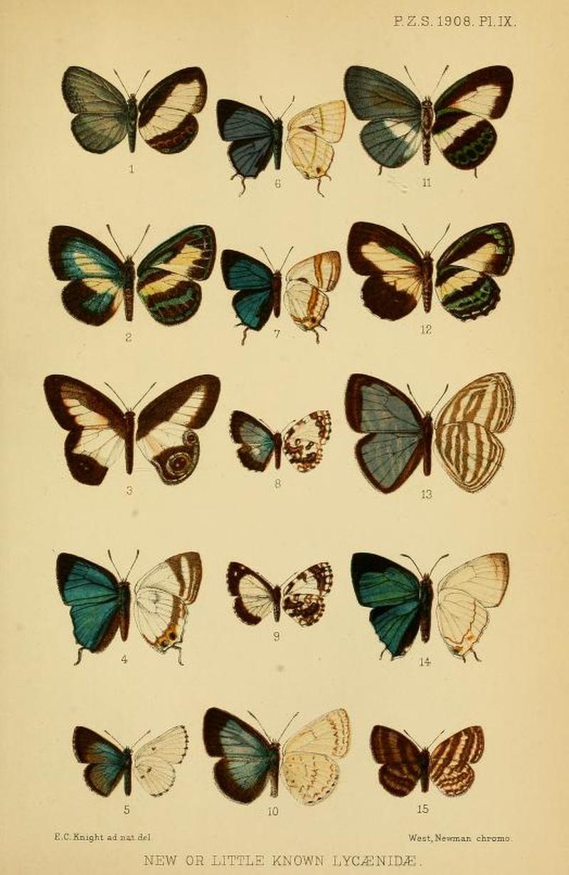 ProcZoolSocLond1908PlateIX
