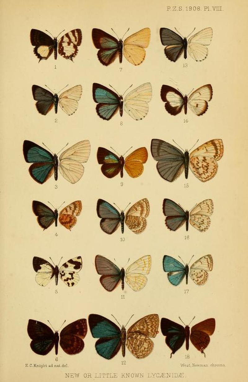 ProcZoolSocLond1908PlateVIII