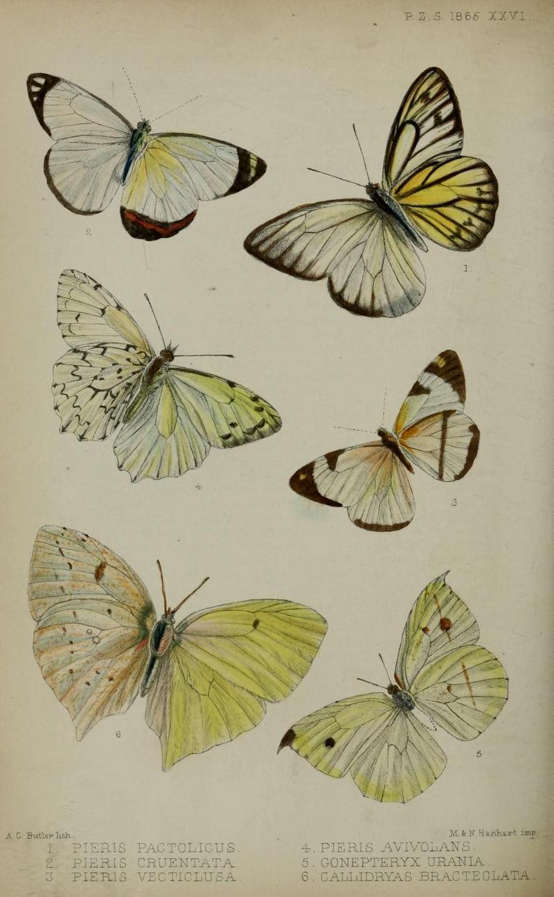 ProcZoolSocLondon1865PlateXXVI