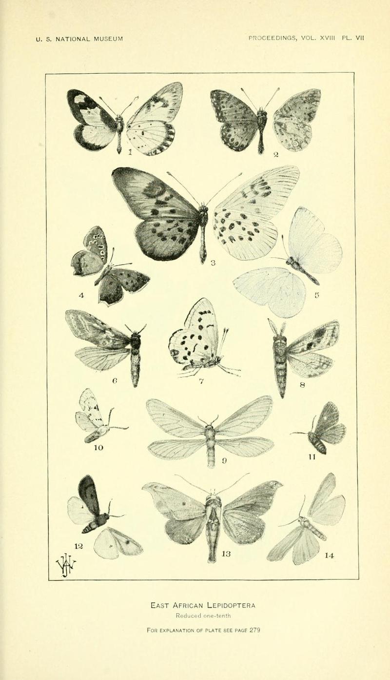 ProceedingsUNM1895EastAfricanButterflies