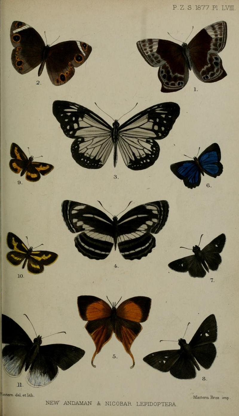 ProceedingsZoologicalSociety (1877) Plate LVIII