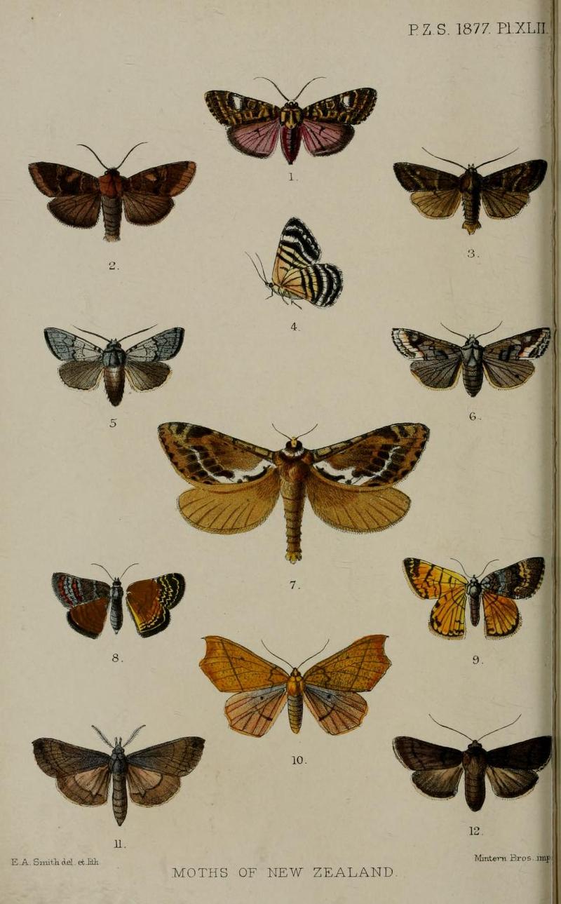 Proceedings of the Zoological Society of London 1877 Pl. XLII