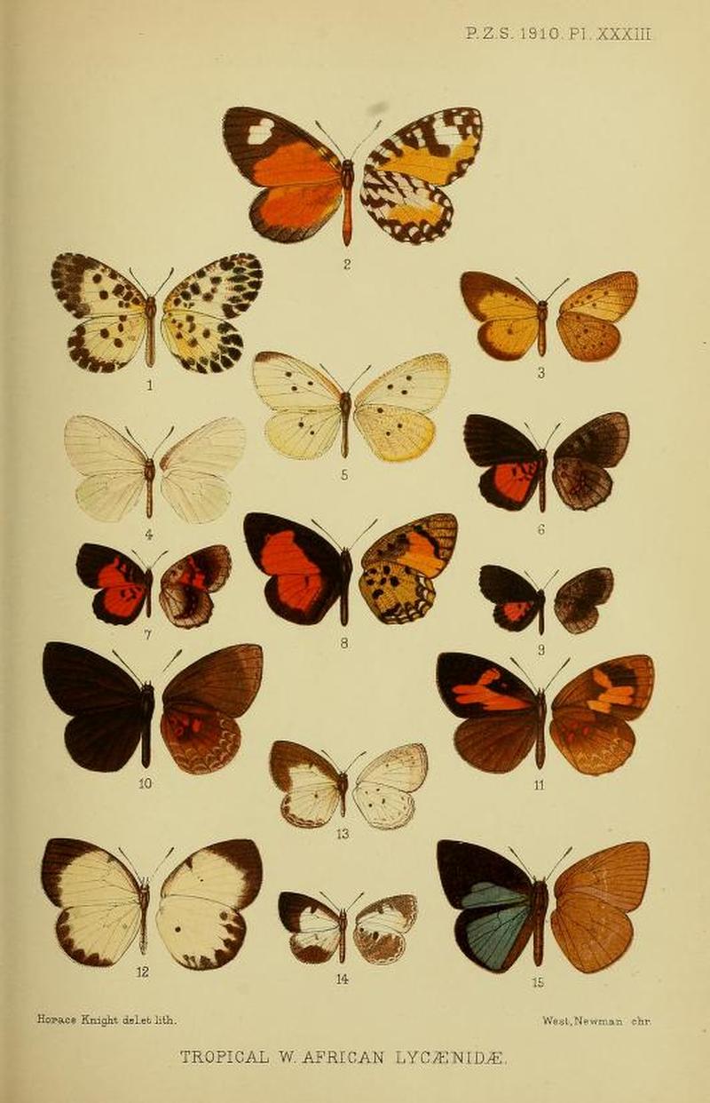 Proceedingsofzoo1910Plate13