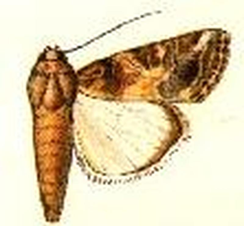 Prodenia latifascia