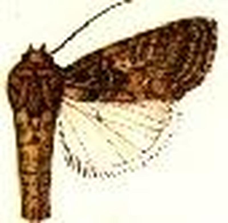Prodenia marima
