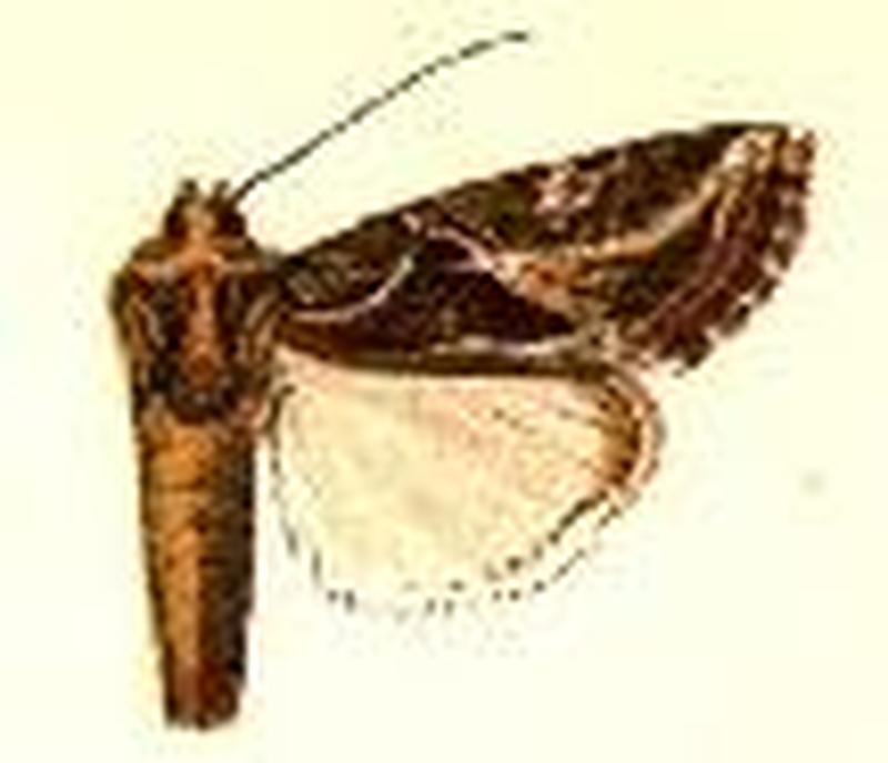 Prodenia pulchella