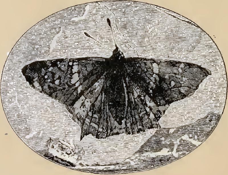 Engraving of the holotype fossil of Prodryas persephone from an advert in Canadian Entomologist